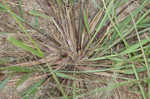 Tufted lovegrass